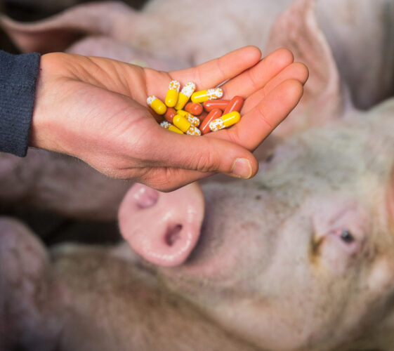 Il Blog di Beppe Grillo