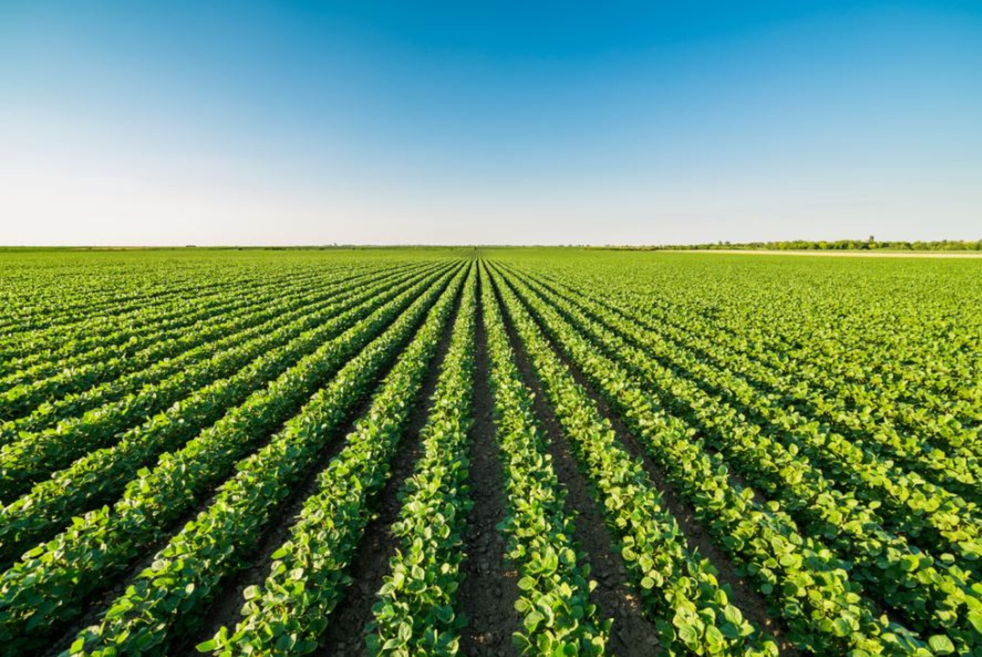 Il Blog di Beppe Grillo