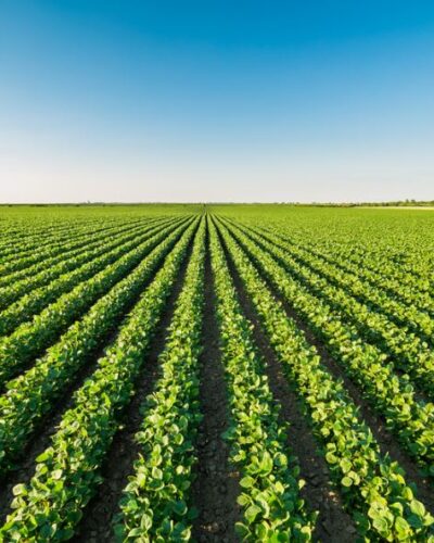 Il Blog di Beppe Grillo