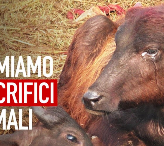 Il Blog di Beppe Grillo