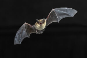 Il Blog di Beppe Grillo