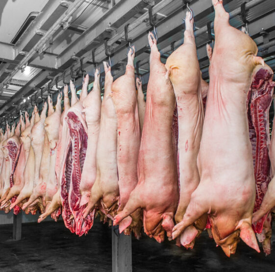 Il Blog di Beppe Grillo