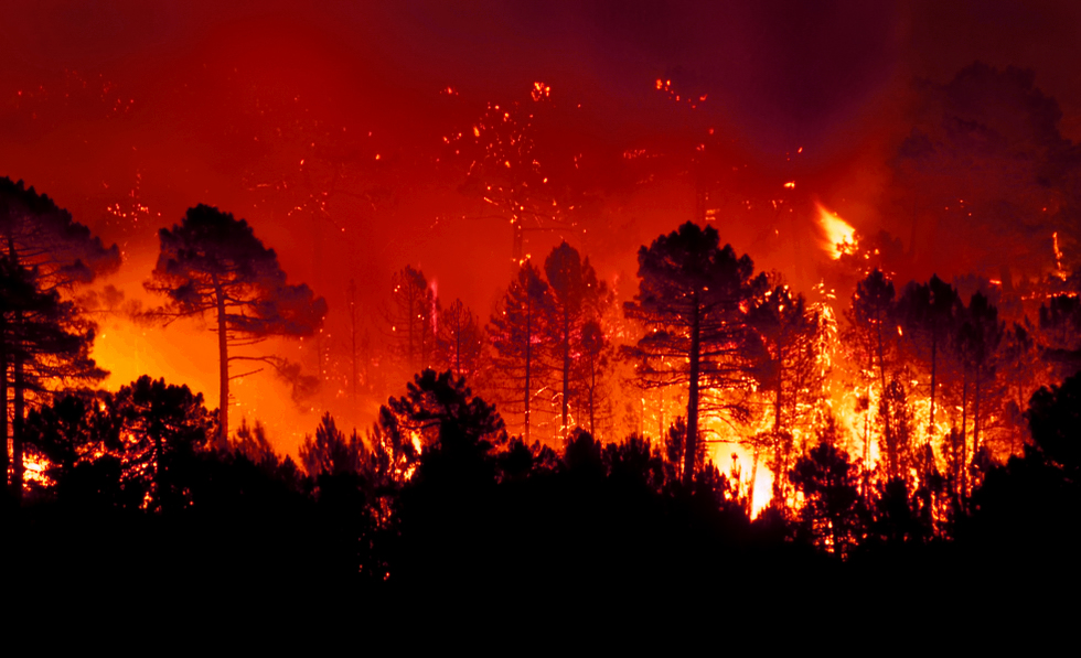 Meteo, vegetazione, incuria del territorio: i 3 fattori dietro agli incendi (non solo in Italia) - Il Blog di Beppe Grillo
