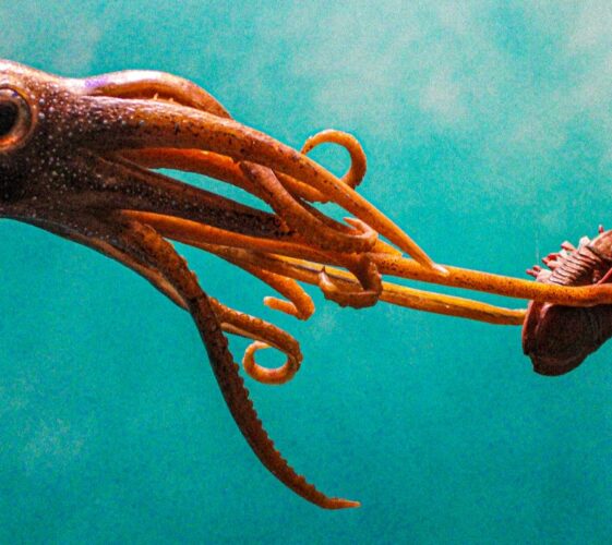 Il Blog di Beppe Grillo