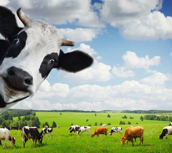 Il Blog di Beppe Grillo