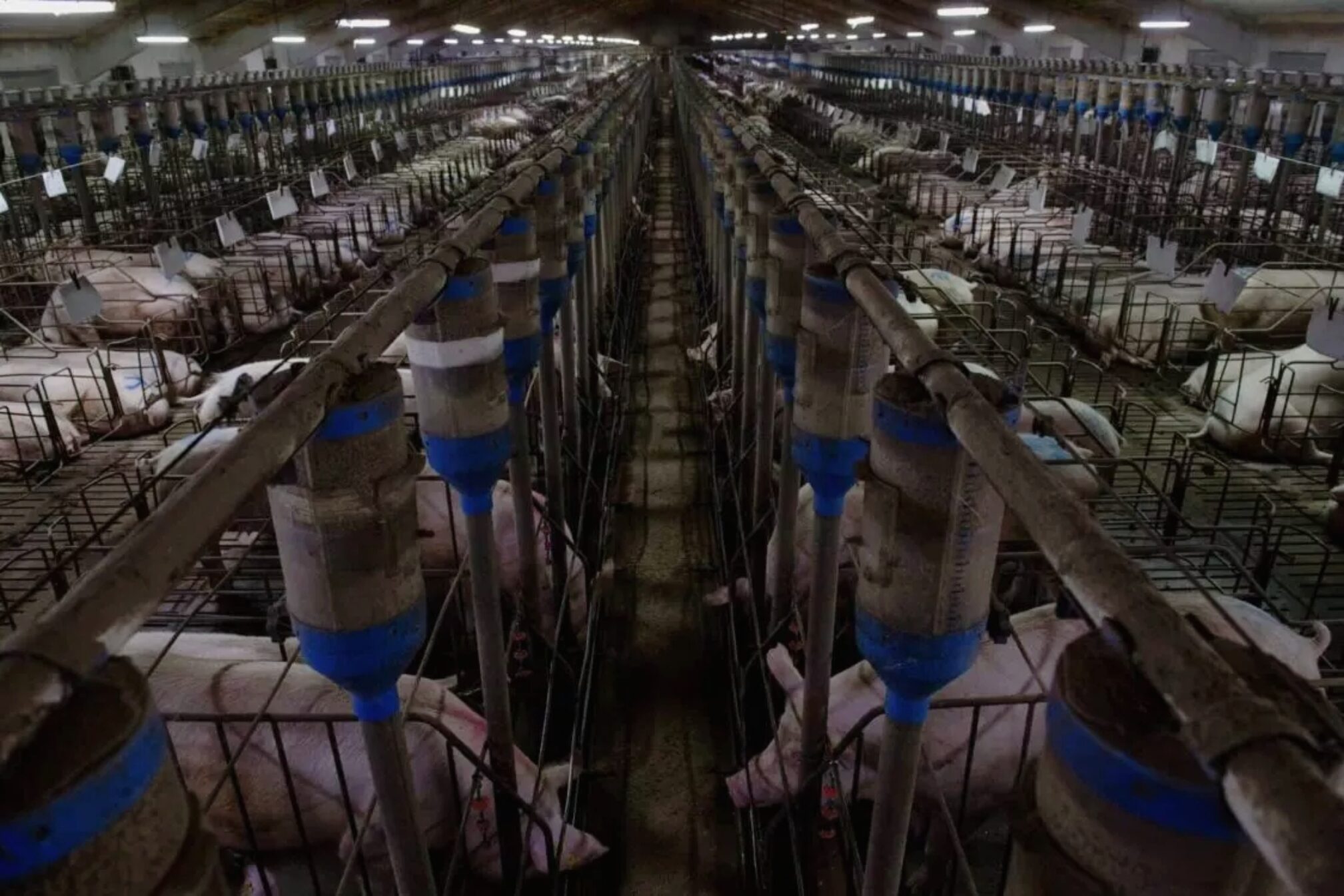 Il Blog di Beppe Grillo