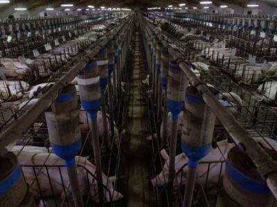 Il Blog di Beppe Grillo