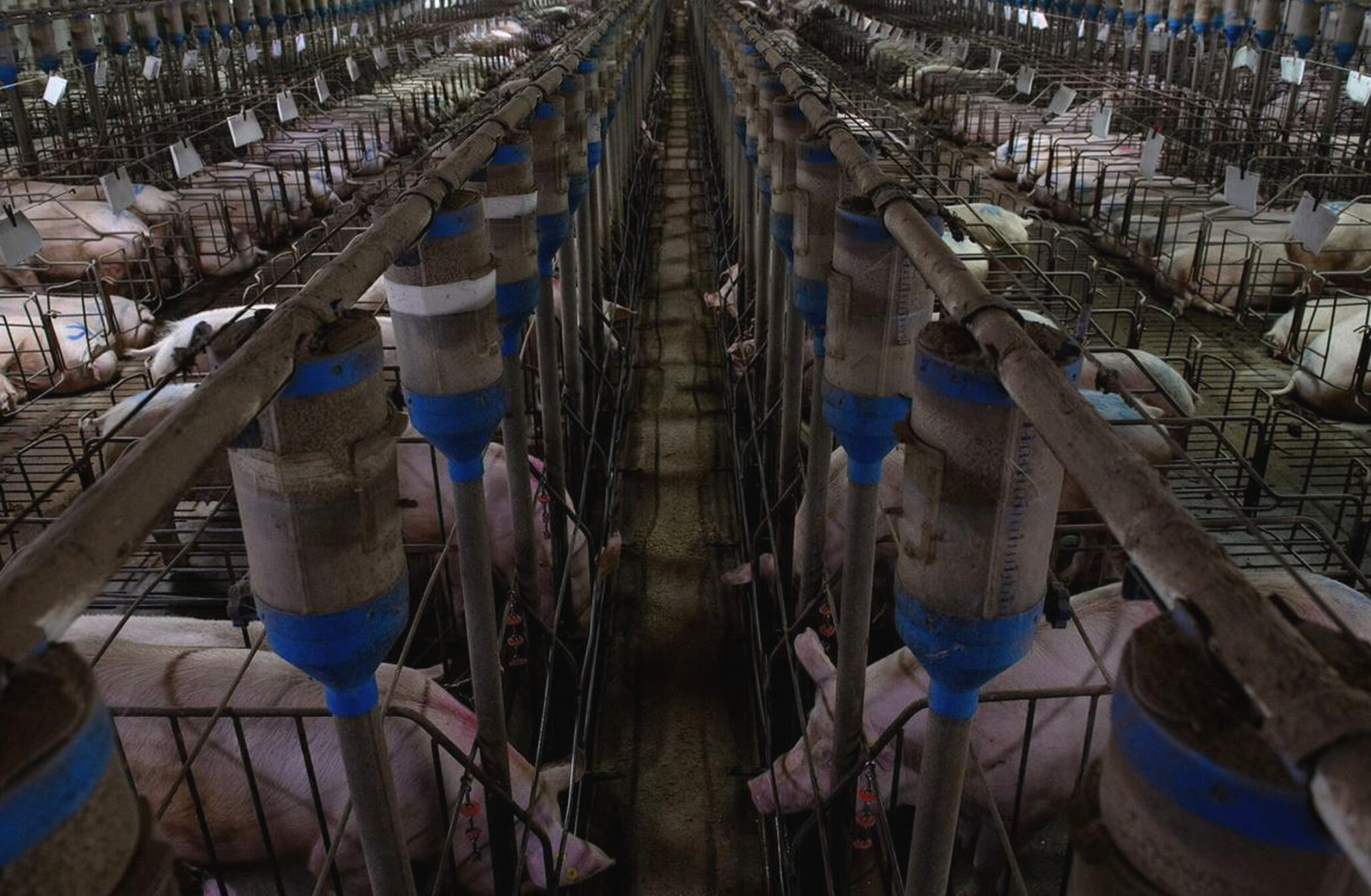 Il Blog di Beppe Grillo