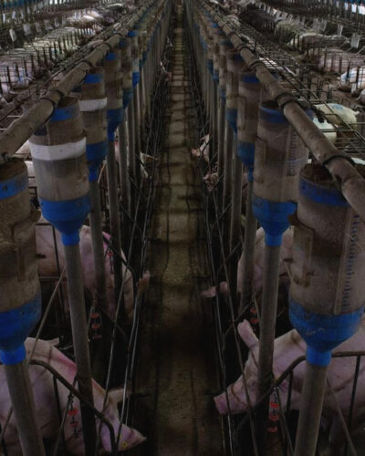 Il Blog di Beppe Grillo