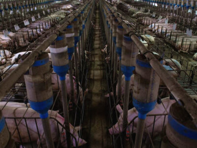 Il Blog di Beppe Grillo