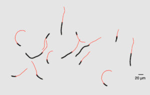 Il Blog di Beppe Grillo